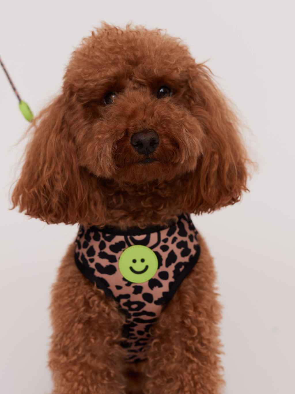 Eastend Dog Harness