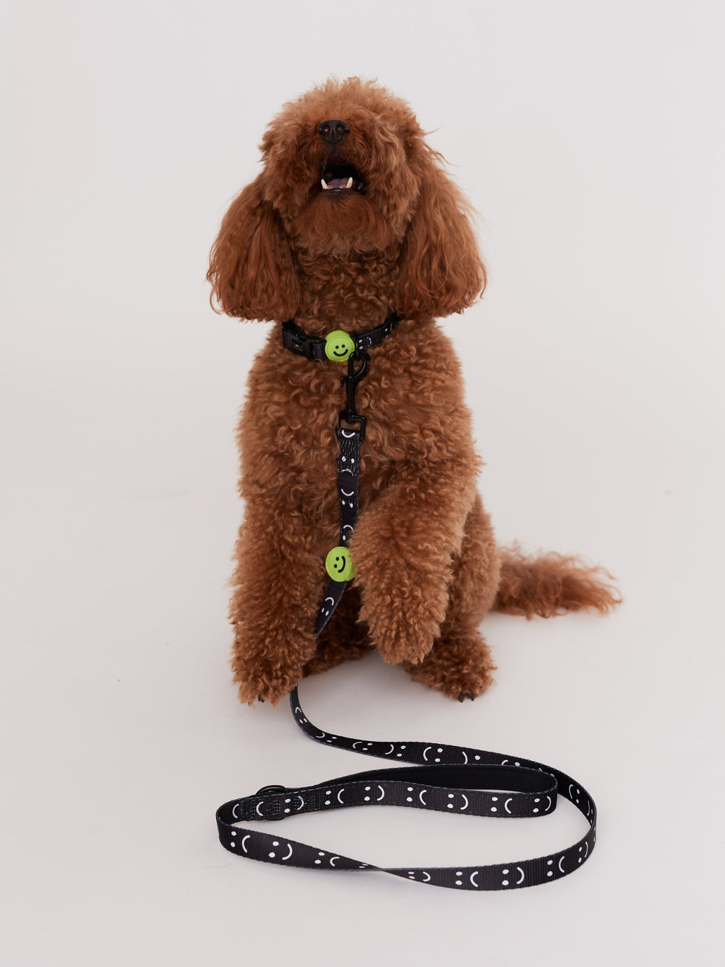 Happy Sad Dog Lead