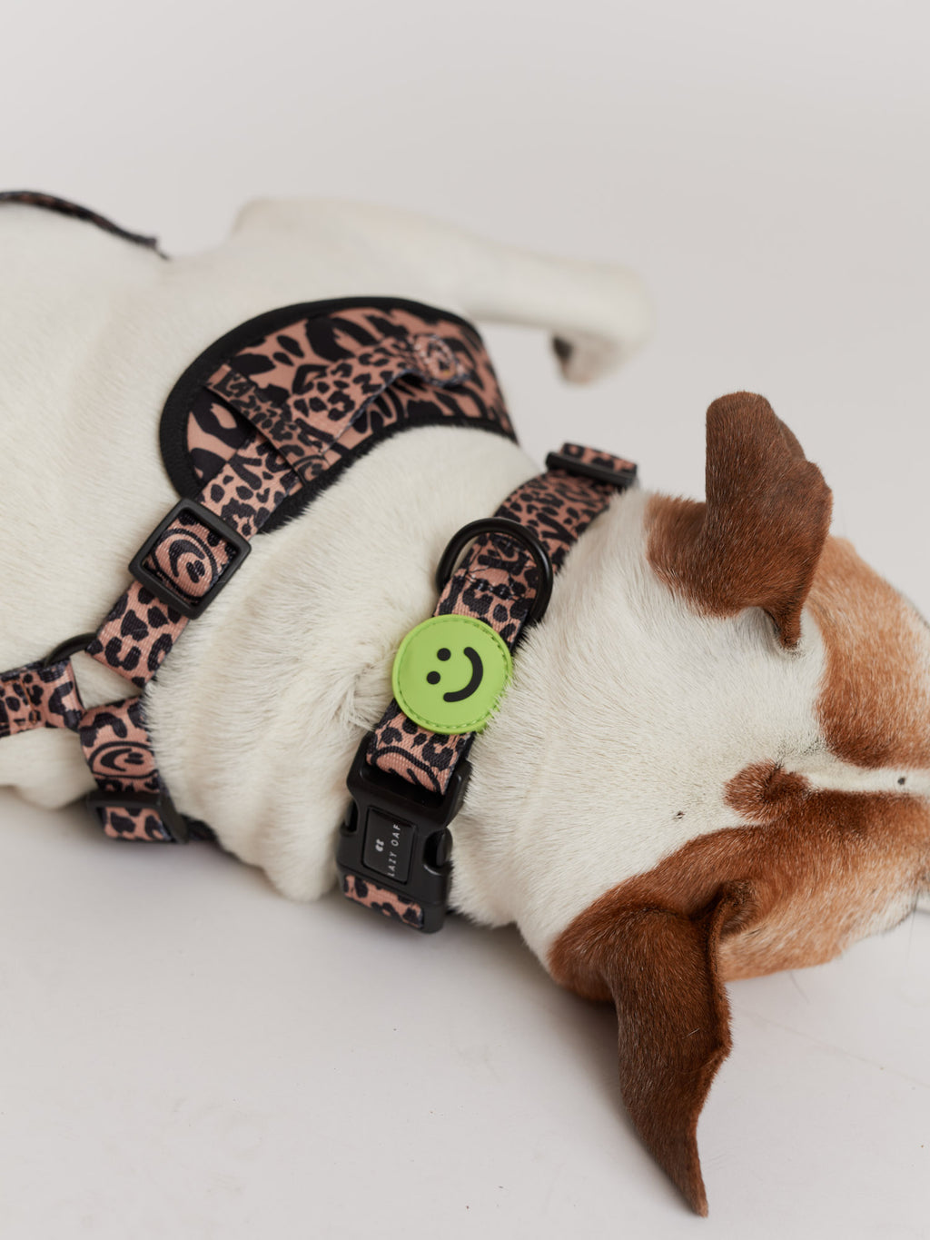 Eastend Dog Collar