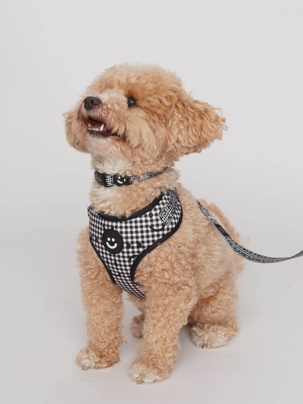 Happy Sad Gingham Dog Harness