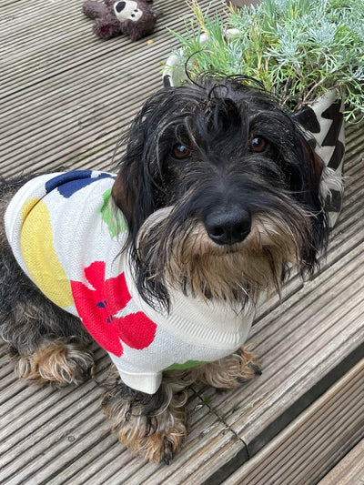 Lazy Oaf Flower Bed Doggy Jumper